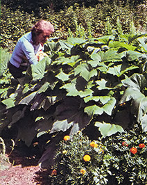 Summer squash will produce so heavily that you'll have enough to fill your own needs and to give to your friends and neighbors.